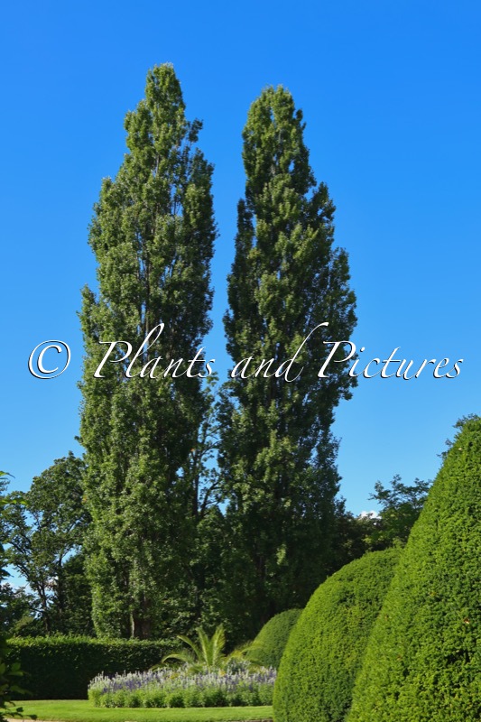 Populus nigra ‘Italica’