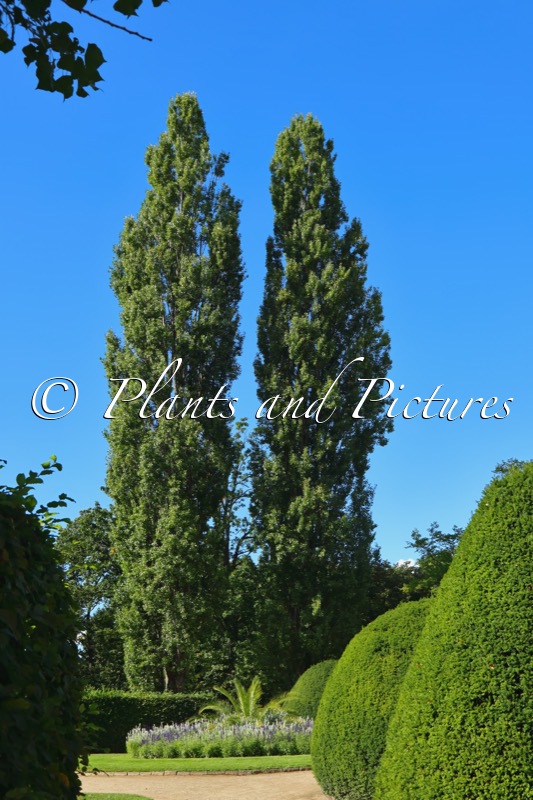 Populus nigra ‘Italica’