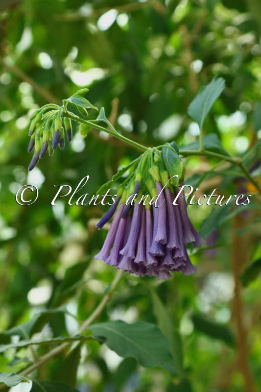 Iochroma grandiflora