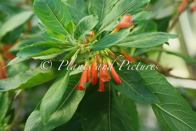 Iochroma coccineum
