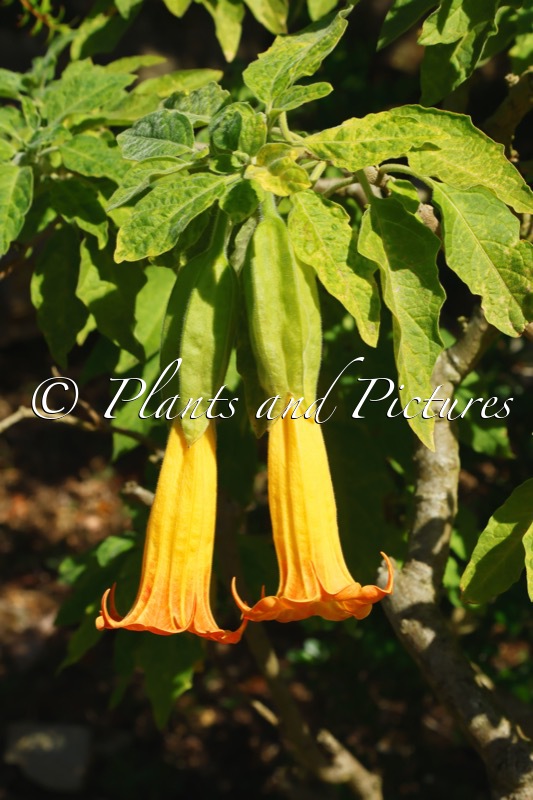 Brugmansia versicolor