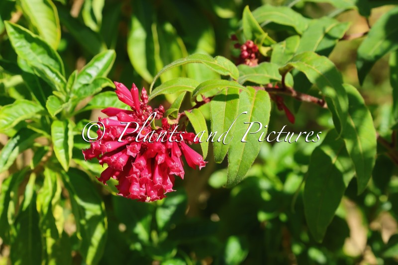 Cestrum fasciculatum
