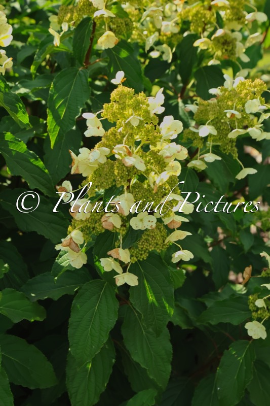 Hydrangea paniculata ‘Ammarin’