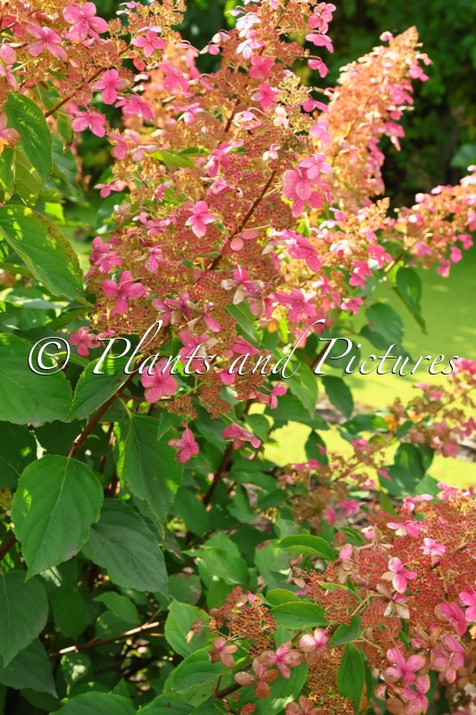 Hydrangea paniculata ‘Big Ben’