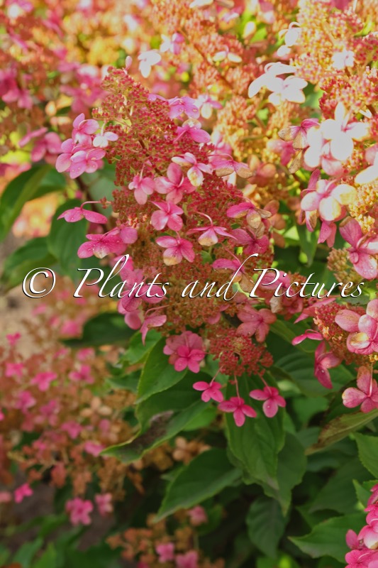 Hydrangea paniculata ‘Big Ben’