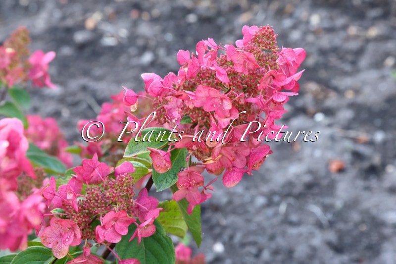 Hydrangea paniculata ‘Big Chine’