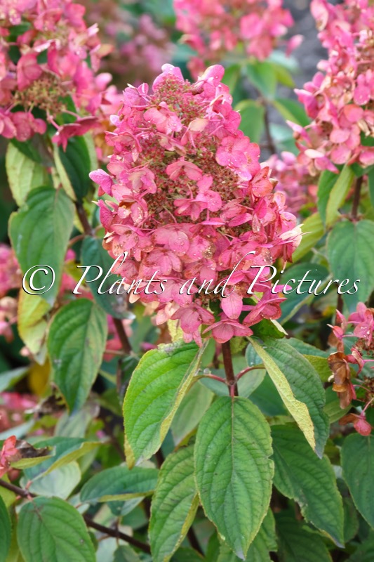 Hydrangea paniculata ‘Big Chine’