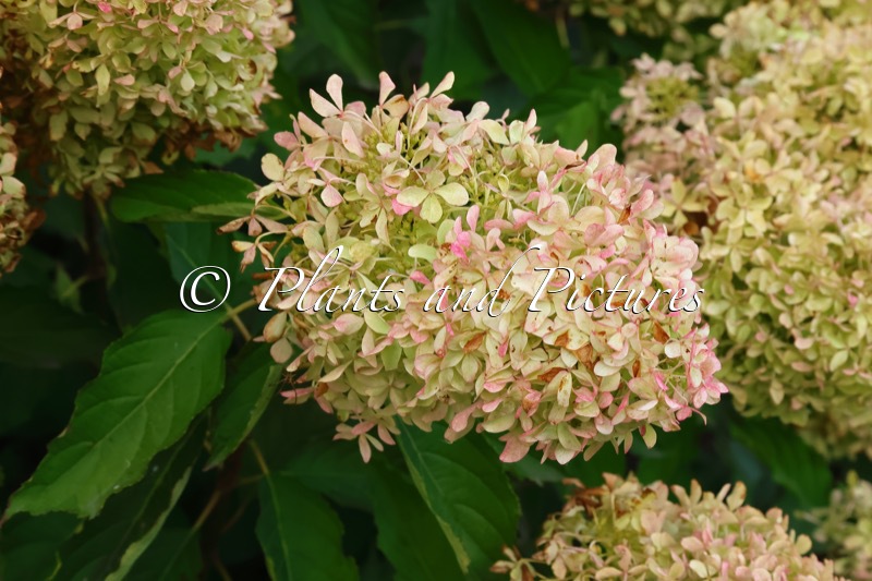 Hydrangea paniculata ‘Bokralims’ (LIME SPARKLE; MAGICAL LIME SPARKLE)
