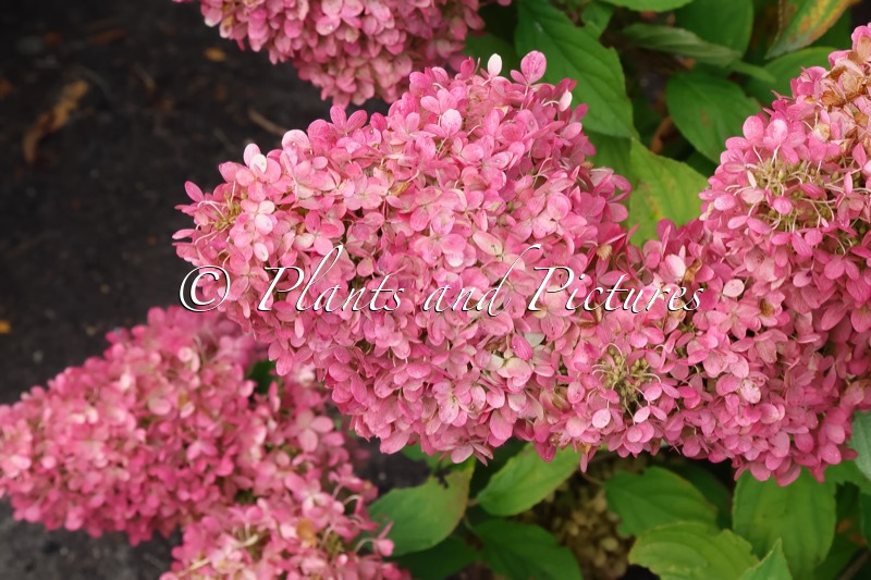 Hydrangea paniculata ‘Bokrathirteen’ (MAGICAL SWEET SUMMER; SWEET SUMMER)