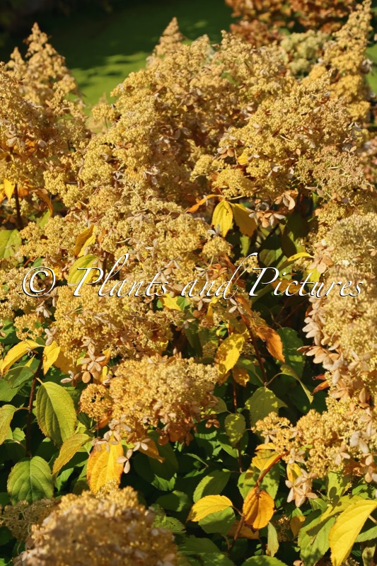 Hydrangea paniculata ‘Brussels Lace’