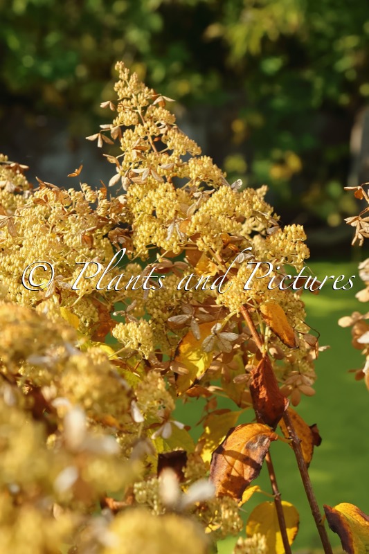 Hydrangea paniculata ‘Brussels Lace’