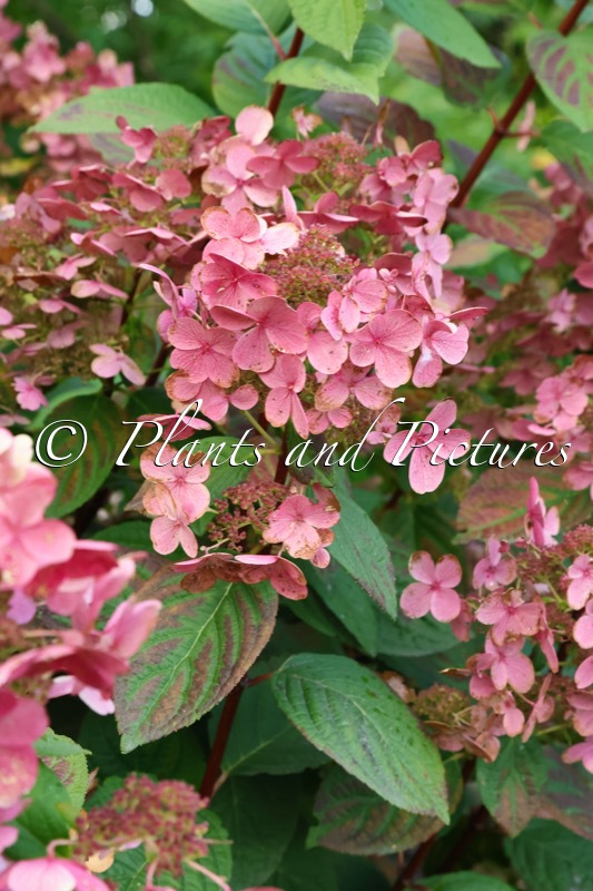 Hydrangea paniculata ‘Bulk’ (EARLY SENSATION; QUICK FIRE)
