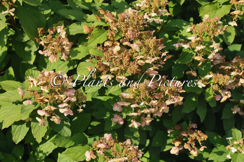 Hydrangea paniculata ‘Burgundy Lace’