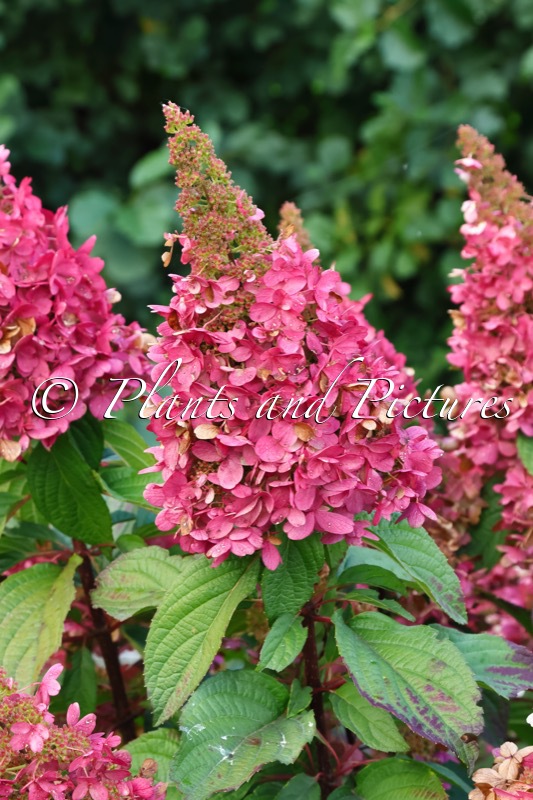 Hydrangea paniculata ‘DVPPinky’ (PINKY WINKY)