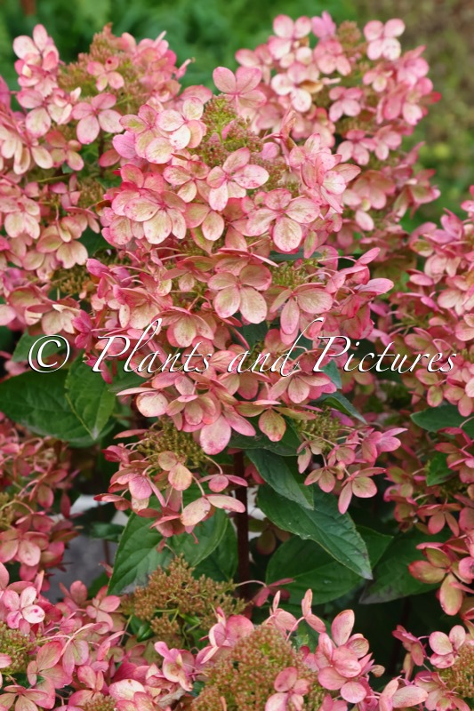 Hydrangea paniculata ‘Renxolor’ (PASTEL GREEN)