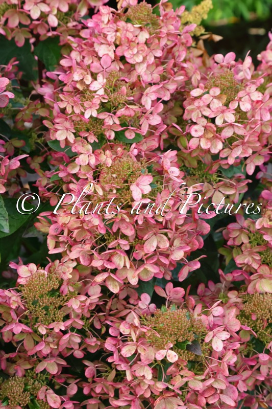 Hydrangea paniculata ‘Renxolor’ (PASTEL GREEN)