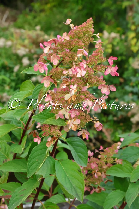 Hydrangea paniculata ‘Garnet’