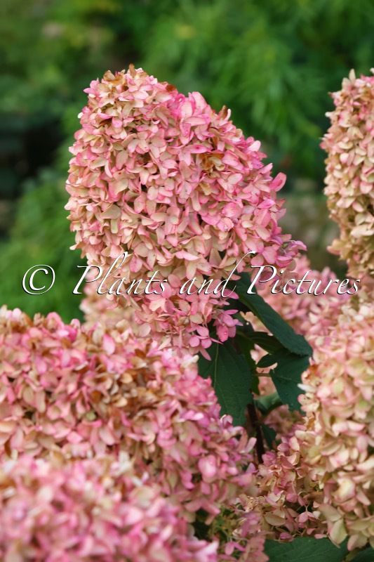 Hydrangea paniculata ‘Frenne’ (SKYFALL)