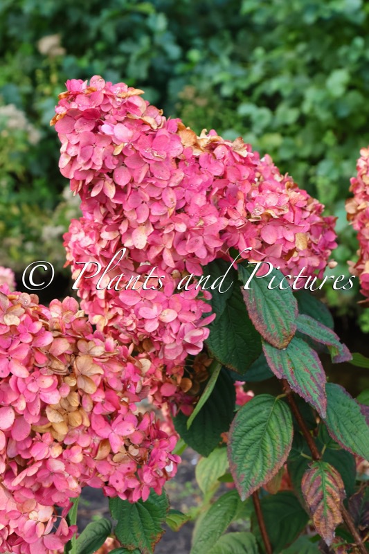 Hydrangea paniculata ‘SMNHPFL’ (FIRE LIGHT)