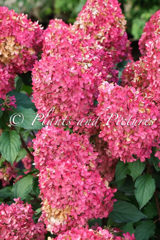 Hydrangea paniculata ‘SMHPPINKA’ (PINKACHU)