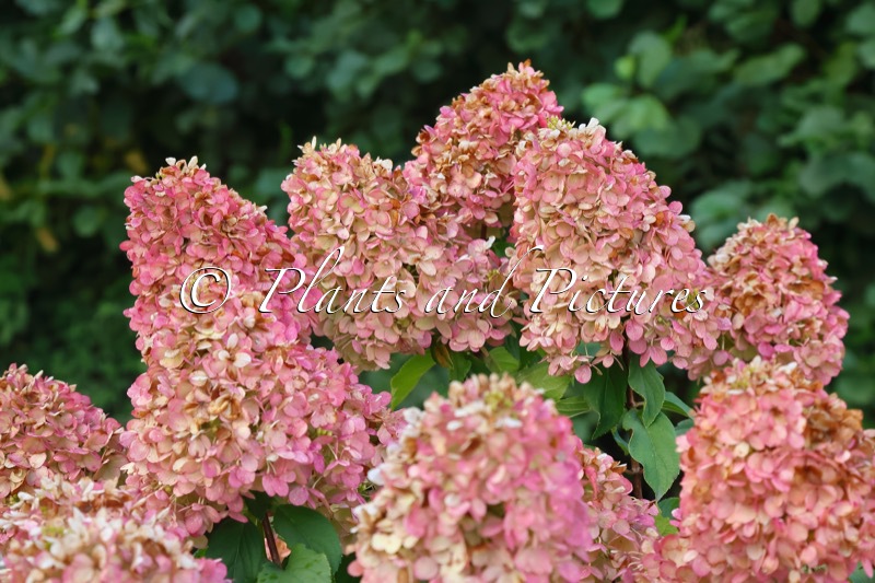 Hydrangea paniculata ‘LC NO28’ (LIVING SNOW STORM)