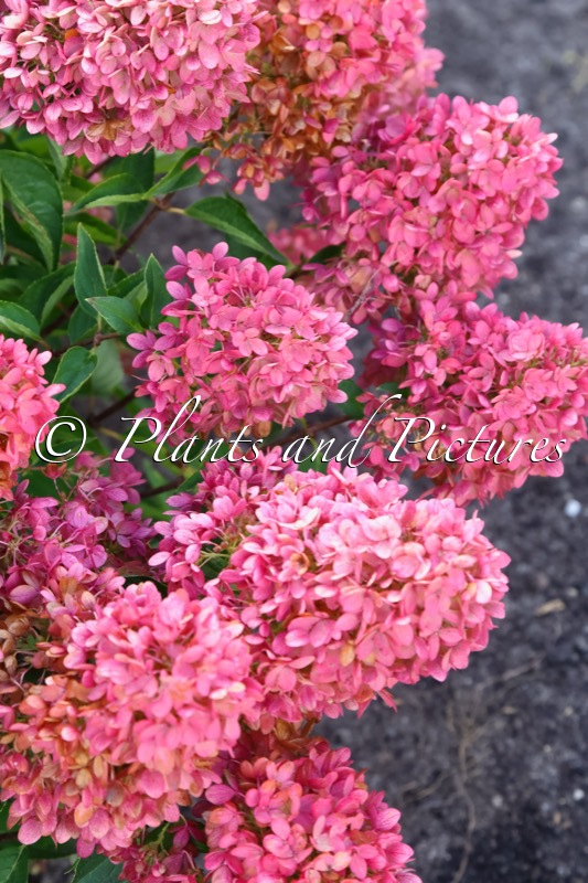 Hydrangea paniculata ‘HYLV17522’ (REDLIGHT)
