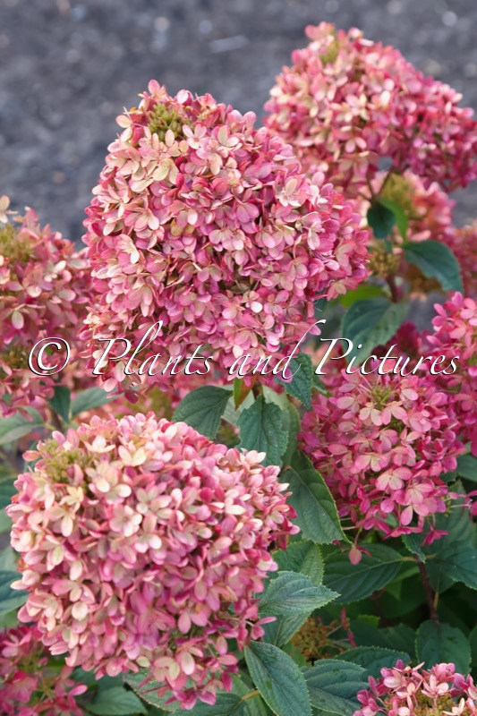 Hydrangea paniculata ‘LC NO20’ (LIVING LITTLE LOVE)