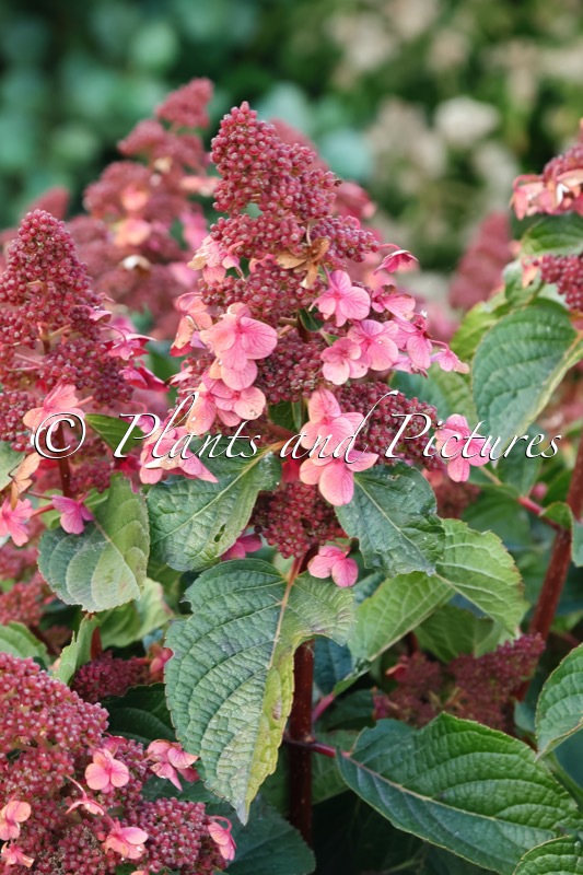 Hydrangea paniculata ‘LC NO9’ (LIVING INFINITY)