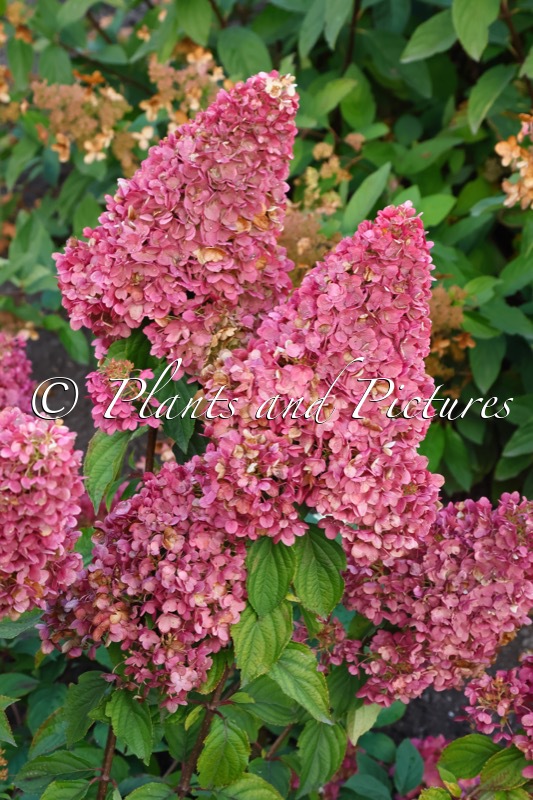 Hydrangea paniculata ‘LC NO3’ (LIVING STRAWBERRY BLOSSOM)