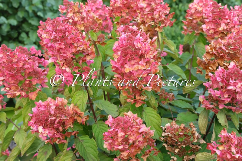 Hydrangea paniculata ‘Ilvomindy’ (MEGA MINDY)