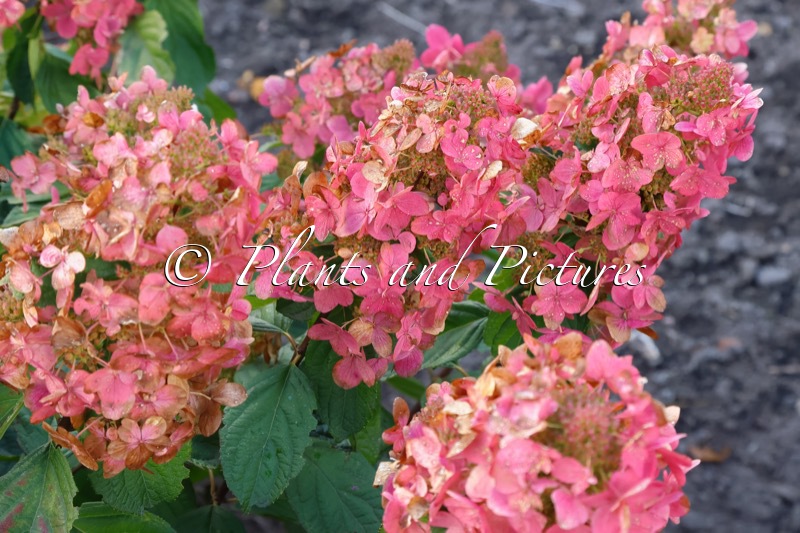 Hydrangea paniculata ‘Bokraplume’ (EVERLASTING FIRE; MAGICAL FIRE; MELANGE)