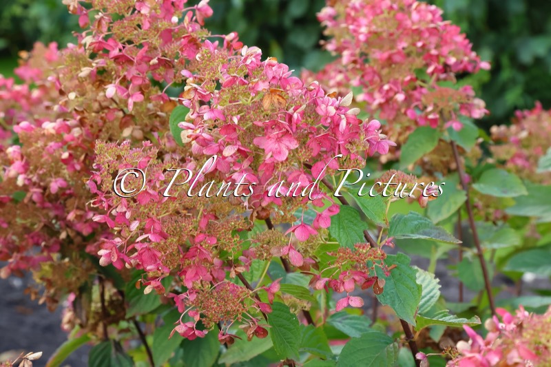 Hydrangea paniculata ‘Ruby’ (ANGEL’S BLUSH)
