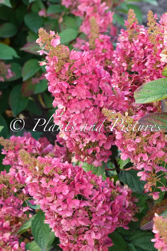 Hydrangea paniculata ‘HPOPR013’ (CANDLELIGHT; LAVALAMP CANDELABRA)