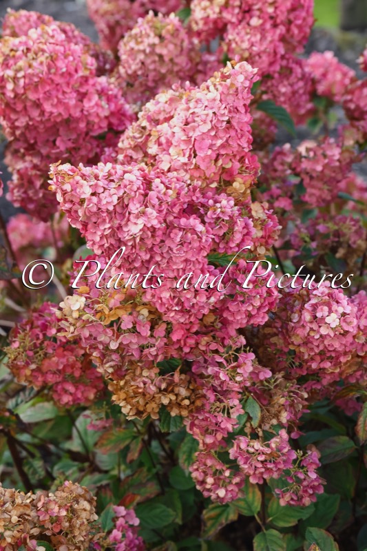 Hydrangea paniculata ‘Rensun’ (SUNDAE FRAISE)