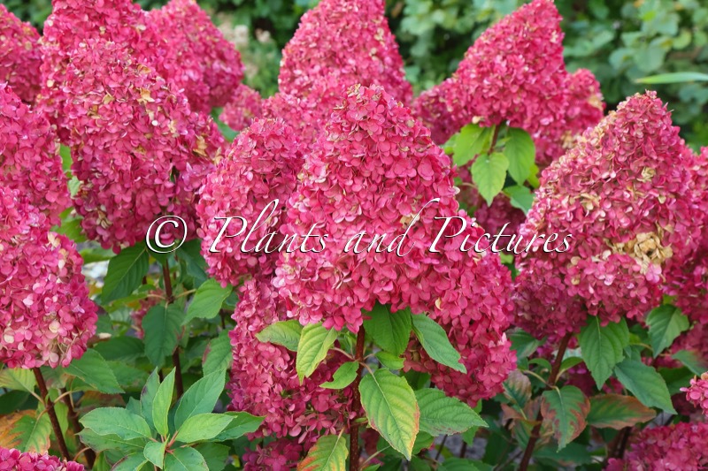 Hydrangea paniculata ‘LC NO14’ (LIVING PINK & ROSE)