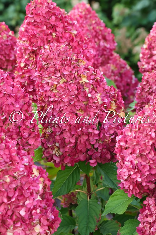 Hydrangea paniculata ‘LC NO14’ (LIVING PINK & ROSE)