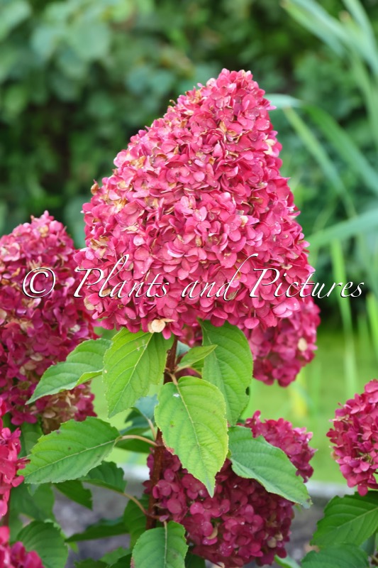 Hydrangea paniculata ‘LC NO14’ (LIVING PINK & ROSE)