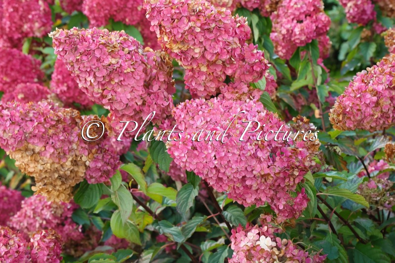 Hydrangea paniculata ‘Renhy’ (VANILLE-FRAISE)