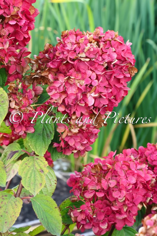 Hydrangea paniculata ‘Rendia’ (DIAMANT ROUGE)