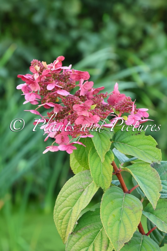 Hydrangea paniculata ‘Bokratorch’ (EVERLASTING FLAME; MAGICAL FLAME)