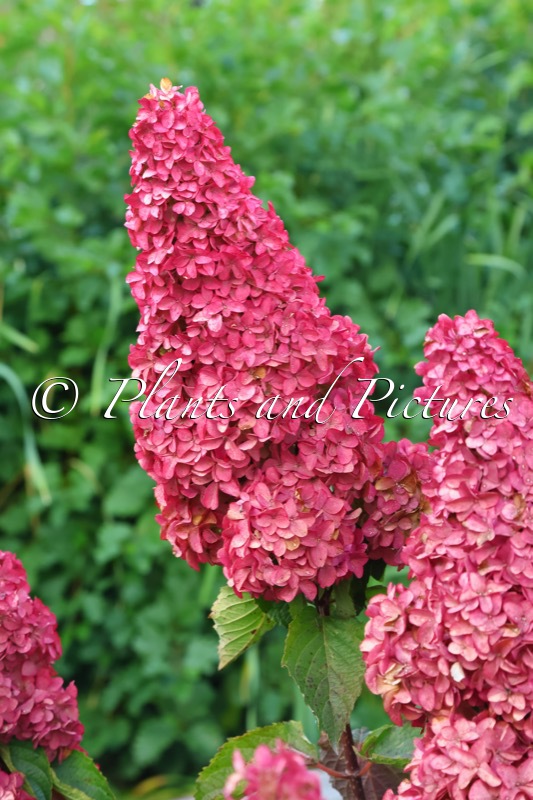 Hydrangea paniculata ‘Renba’ (BERRY WHITE; FRAISE MELBA)