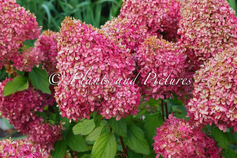 Hydrangea paniculata ‘LC NO6’ (LIVING ROYAL FLOWER)