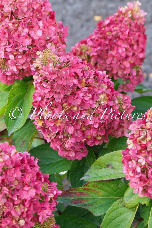Hydrangea paniculata ‘LC NO12’ (LIVING PINKY PROMISE)