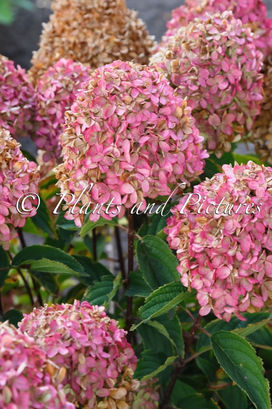 Hydrangea paniculata ‘HYLV02’ (WHITELIGHT)