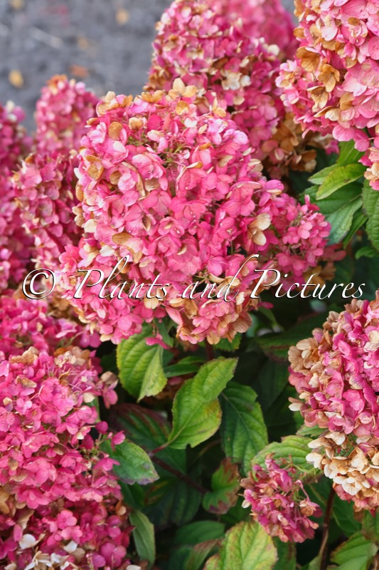 Hydrangea paniculata ‘LC NO8’ (LIVING LITTLE BLOSSOM)