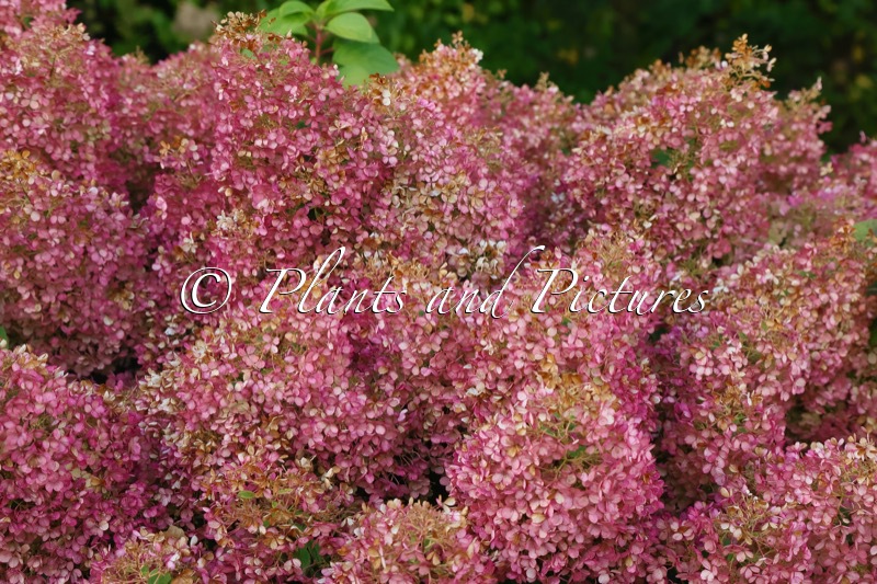 Hydrangea paniculata ‘Ilvobo’ (BOBO)