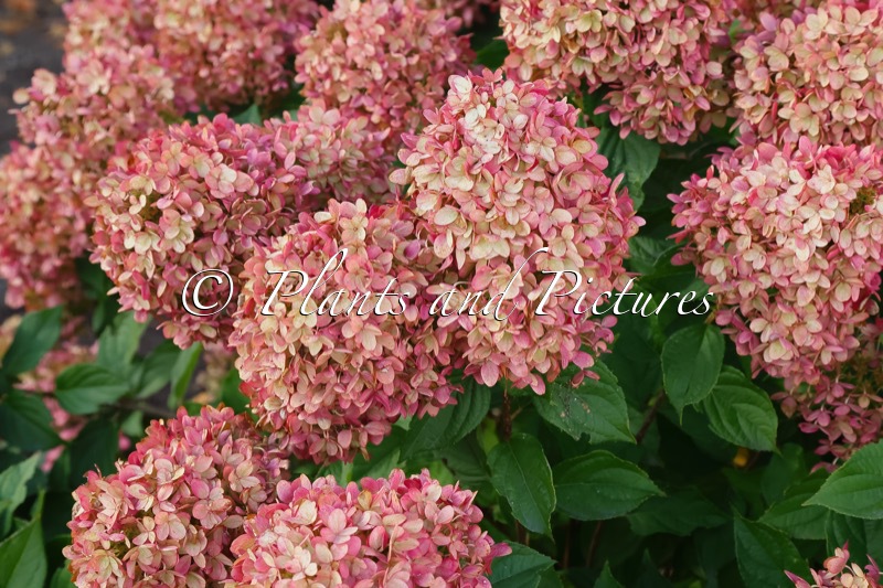 Hydrangea paniculata ‘Jane’ (LITTLE LIME)