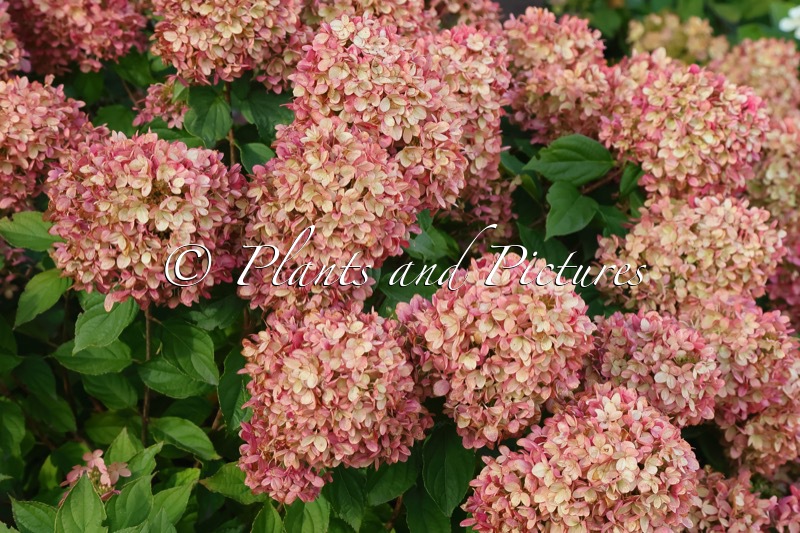 Hydrangea paniculata ‘Jane’ (LITTLE LIME)