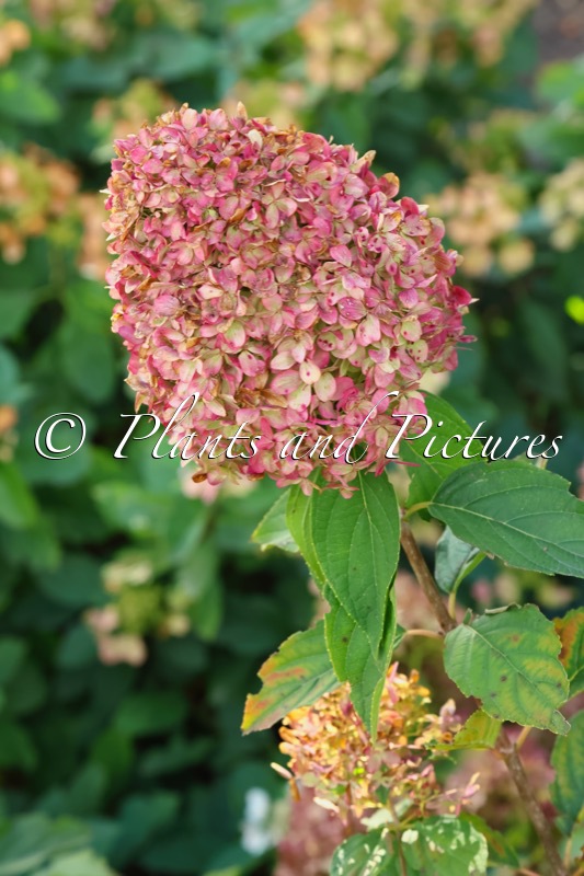 Hydrangea paniculata ‘LC NO7’ (LIVING COTTON CREAM)