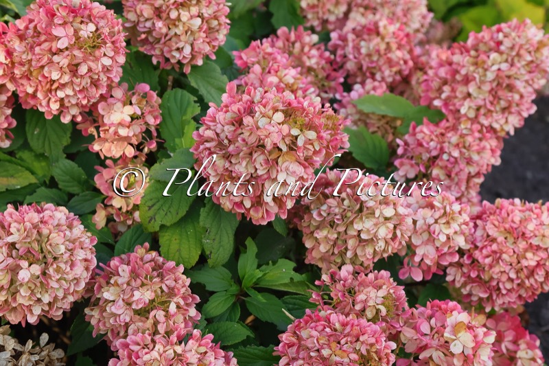 Hydrangea paniculata ‘GRHP10’ (MOJITO)